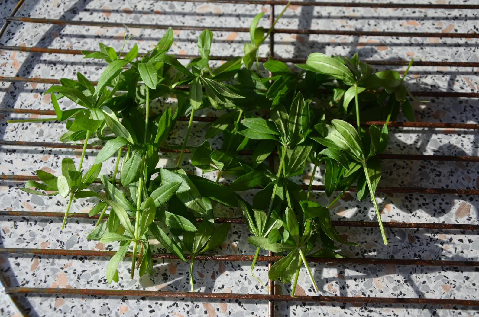 Maibowle – mit frischem Waldmeister – mit oder ohne Alkohol | Ohne Mist