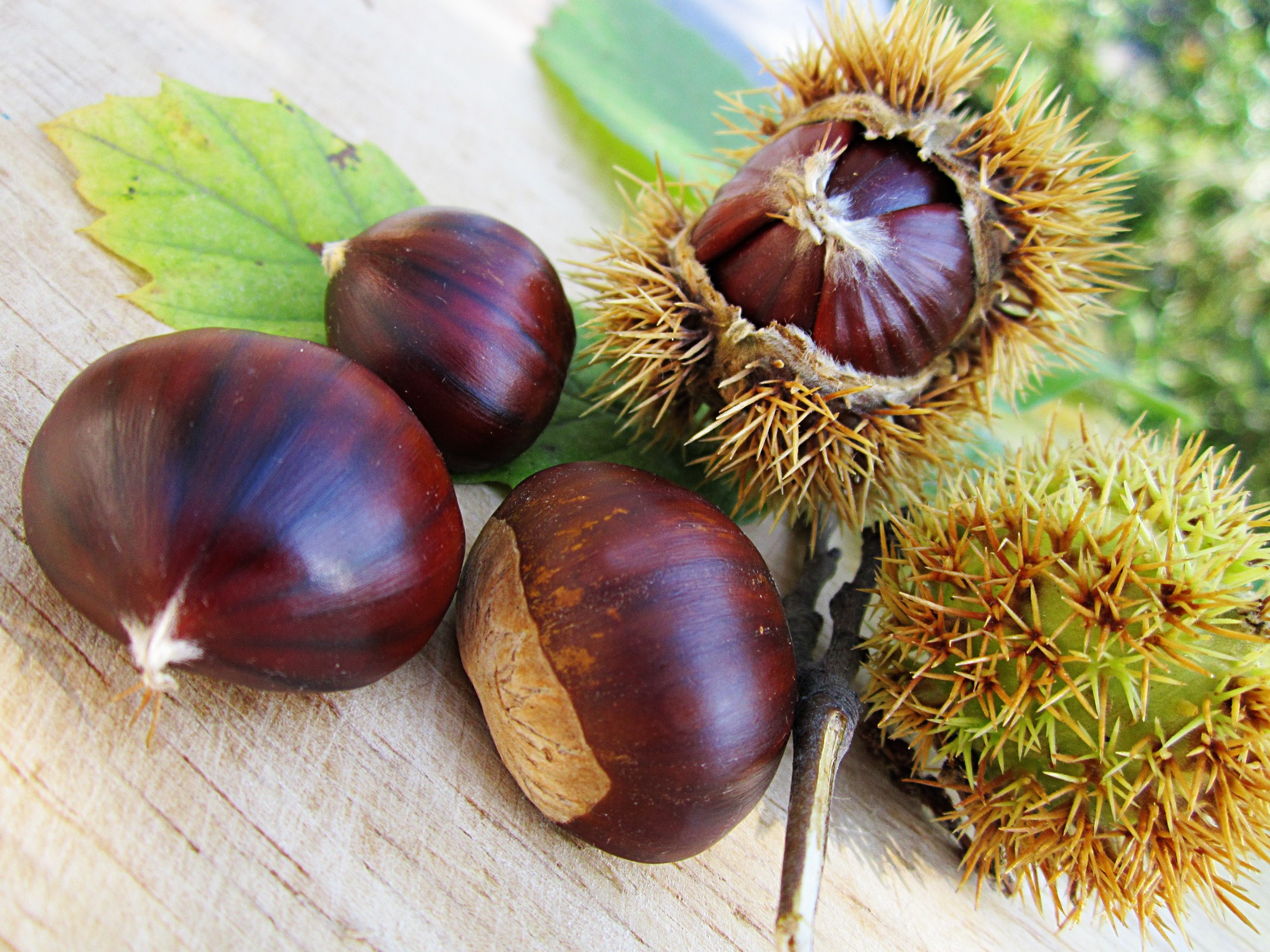 chestnuts-58410 | Ohne Mist